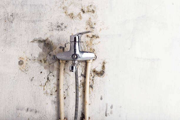 Best Mold Testing and Inspection Services in New Rochelle, NY
