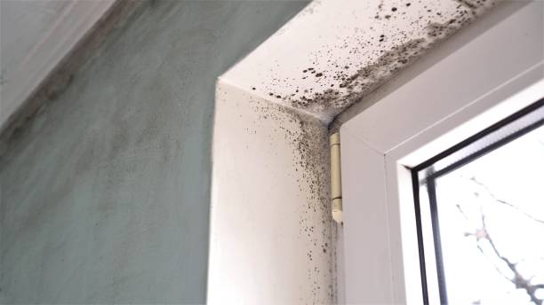 Best White Mold Remediation in New Rochelle, NY