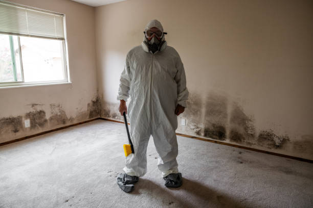 Best Residential Mold Remediation in New Rochelle, NY