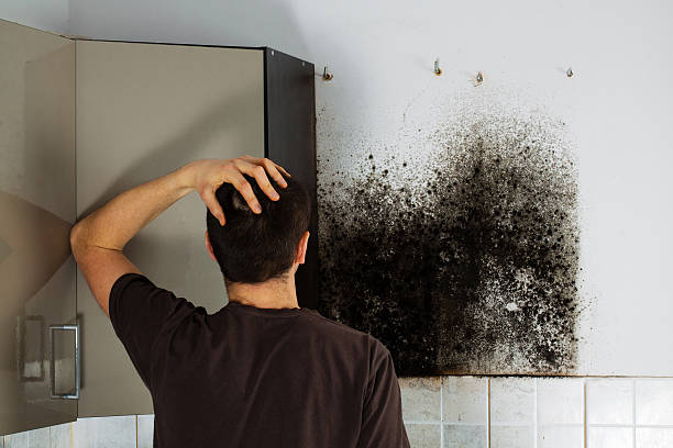 Best Emergency Mold Remediation in New Rochelle, NY