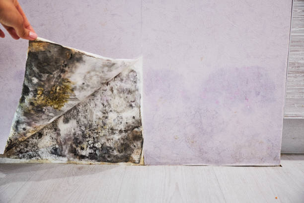 Trusted New Rochelle, NY Mold Remediation Experts